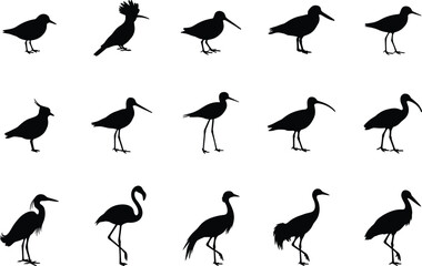 Set of black wading bird silhouettes including flamingo stork heron crane snipe sandpiper and hoopoe isolated on white background © moshaharul