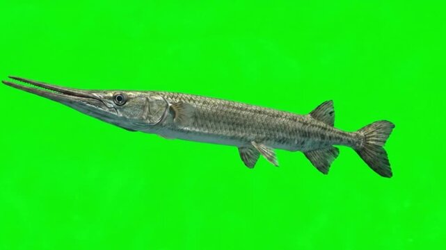 Fish Video of one Longnose gar are swimming on the green screen background