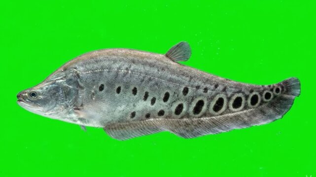 Fish Video of one Clown featherback are swimming on the green screen background