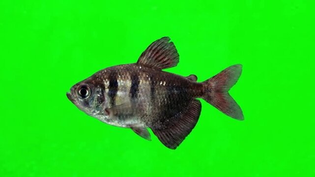 Fish Video of one Black tetra are swimming on the green screen background