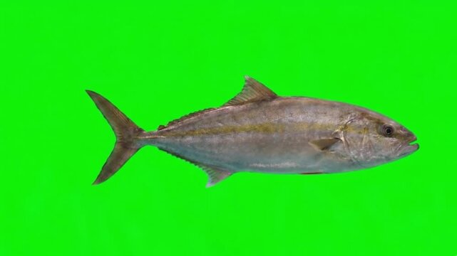 Fish Video of one Greater amberjack are swimming on the green screen background