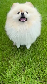 Pomeranian Spitz dog yaps, vertical video.
