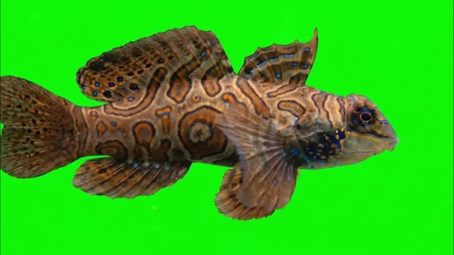 Fish Video of one Mandarin Fish are swimming on the green screen background
