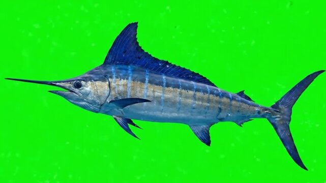 Fish Video of one Atlantic blue marlin are swimming on the green screen background