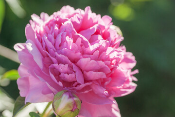 Obraz premium Beautiful, lush peonies in the garden on a summer evening