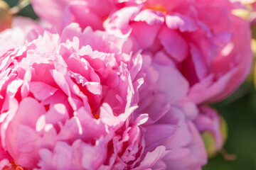 Beautiful, lush peonies in the garden on a summer evening © Olga Tkacheva