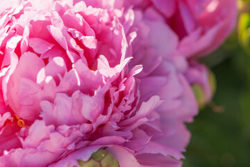 Obraz premium Beautiful, lush peonies in the garden on a summer evening