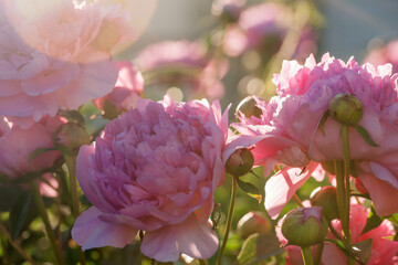 Beautiful, lush peonies in the garden on a summer evening © Olga Tkacheva