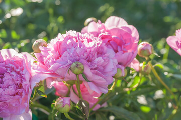Obraz premium Beautiful, lush peonies in the garden on a summer evening