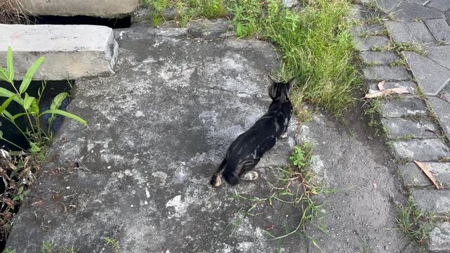 Black cat walking on concrete path beside grassy area outdoors. Domestic feline in urban environment, animal behavior photography, pet lifestyle scene, neighborhood exploration, and everyday nature co