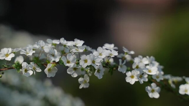 雪柳の花」の写真素材 | 3,595件の無料イラスト画像 | Adobe Stock