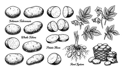 Obraz premium Vintage Hand Drawn Potato Sketch Set with Botanical Vector Elements
