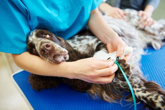 Injured dog receiving bandage in veterinary surgery