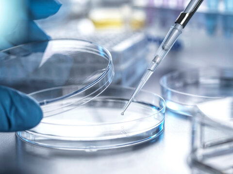 Pipetting a sample into a Petri dish in a laboratory