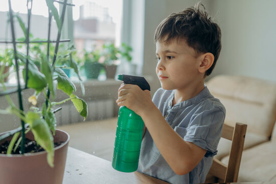 Child spraying water on a growing cucumber plant at home