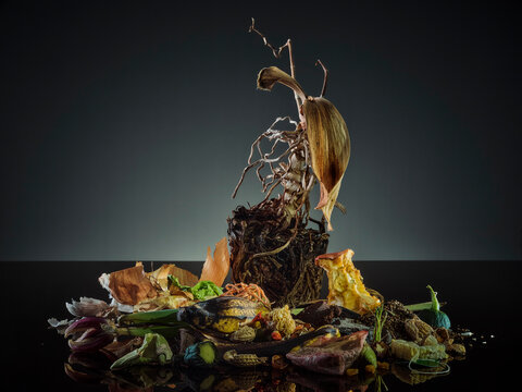 Studio shot of organic waste