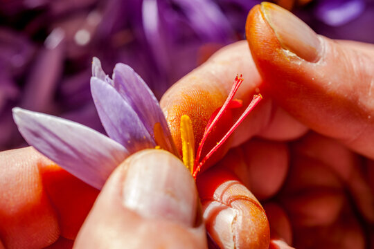 Fingers sorting red saffron threads from a purple crocus blossom
