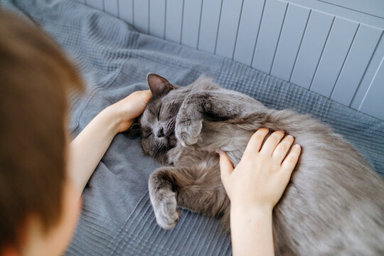 Boy stroking cat lying down on bed at home