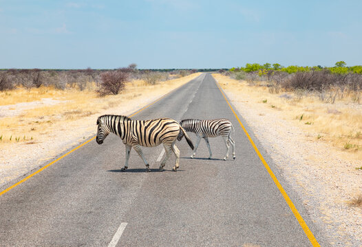 A baby Zebra crosses the road behind the mother Zebra - A herd of Zebra crosses the asphalt road - Etosha National Park in Namibia, in the African savannah, during a safari 