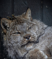lynx in the snow © Jashanpartap Singh