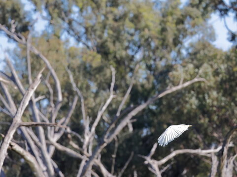 Little corella Cacatua sanguinea gymnopis in flight. Gum Swamp Wildlife Refuge. New South Wales. Australia.
