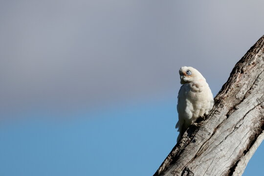 Little corella Cacatua sanguinea gymnopis. Gum Swamp Wildlife Refuge. New South Wales. Australia.