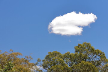 Fototapeta premium Cloud over a Eucalyptus forest. New South Wales. Australia.