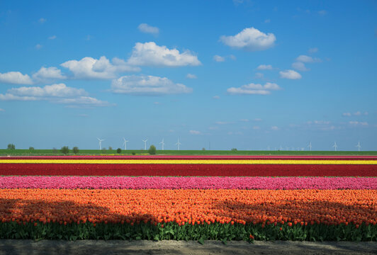 Colorful tulip field and dyke in the Netherlands during spring