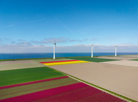 Wind turbine in bulb field in Noordoostpolder the Netherlands