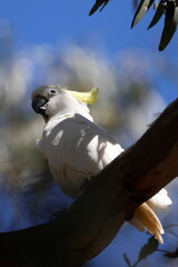 Greater sulphur-crested cockatoo Cacatua galerita galerita. Gum Swamp Wildlife Refuge. New South Wales. Australia. © Víctor