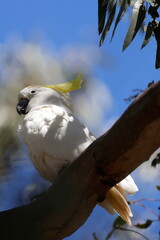 Greater sulphur-crested cockatoo Cacatua galerita galerita. Gum Swamp Wildlife Refuge. New South Wales. Australia. © Víctor