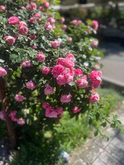 Obraz premium Bush of Pink Roses in Bloom: A vibrant bush laden with delicate pink roses, their petals unfurling in the warm sunlight, creating a picturesque garden scene.
