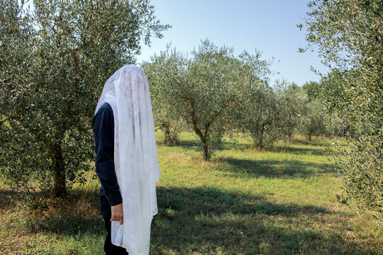 Italy, Tuscany, man standing in olive grove covered by a cloth