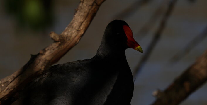 Dusky moorhen Gallinula tenebrosa. Lake Forbes. Forbes. New South Wales. Australia.