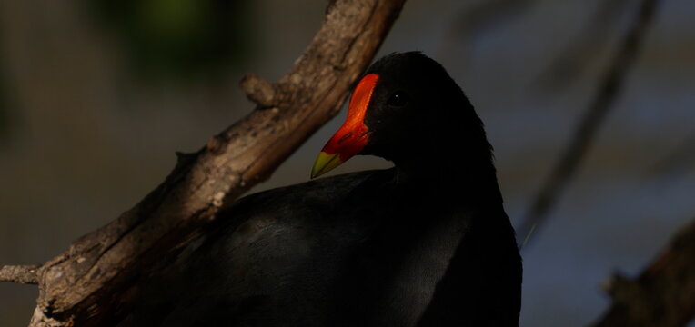 Dusky moorhen Gallinula tenebrosa. Lake Forbes. Forbes. New South Wales. Australia.