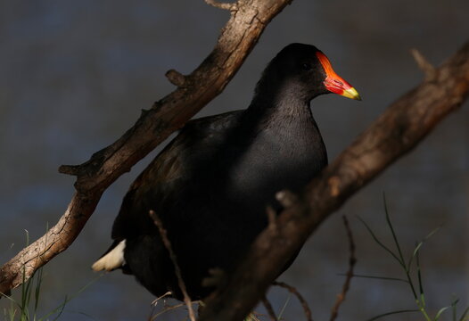 Dusky moorhen Gallinula tenebrosa. Lake Forbes. Forbes. New South Wales. Australia.