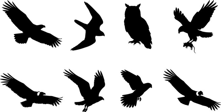 Vector set of flying birds of prey silhouettes featuring eagles, owls, hawks, and vultures in various poses