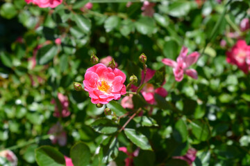 Fototapeta premium Groundcover rose pink and white flowers - Latin name - Rosa Groundcover hybrids