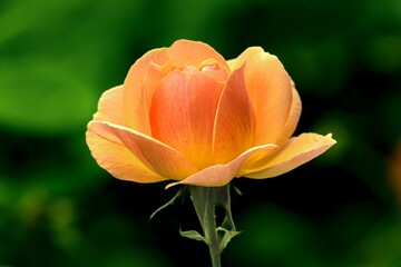 Fototapeta premium orange flower on green background