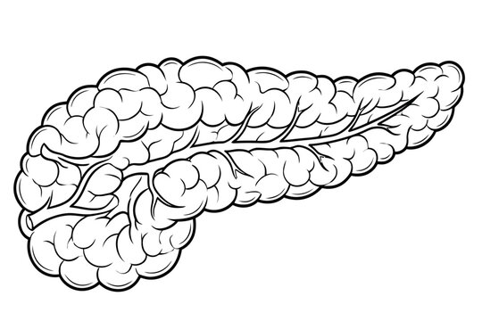 Science vector pancreas and colon human body organs anatomy
