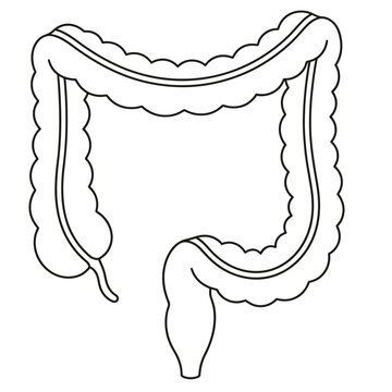 Science vector large intestine colon pancreas human body organs