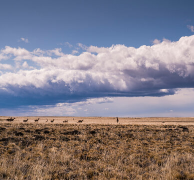 Guanaco herd in the dry grass steppe of Patagonia Argentina