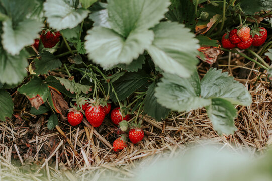 Ripe strawberries on field