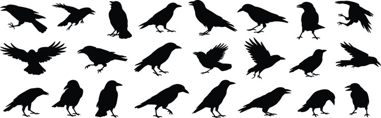 Fototapeta premium Collection Of Black Silhouette Crows And Ravens In Various Poses And Actions bird animal