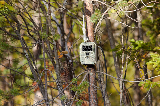 Finland, Kainuu, Kuhmo, Remote camera attached to tree branch