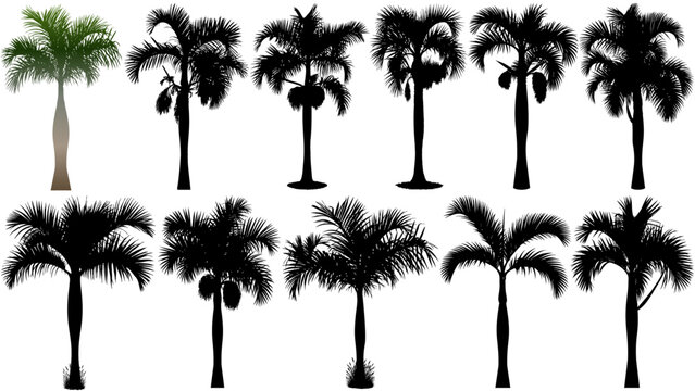 Vector set of spindle palm tree silhouettes with iconic curved trunks and lush fronds, designed in black solid style for tropical themes, beach graphics, and professional design use.