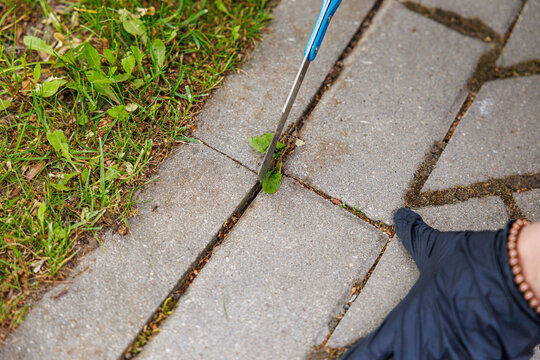 Gloved hands using a hand weeding tool to scrape weeds from gaps between concrete paving stones beside grass