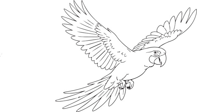 Parrot in flight line art illustration