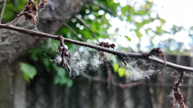 This is high-quality slow-motion footage focusing on a bare tree branch. Delicate white fluff and cobwebs are caught on the dry twigs, gently swaying. The background features blurred green foliage.