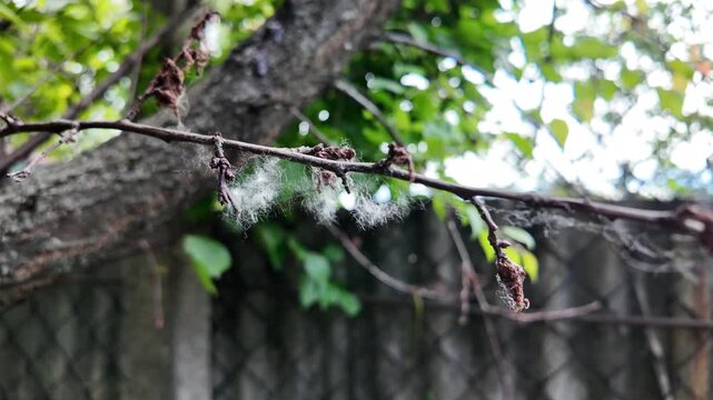 This is high-quality slow-motion footage focusing on a bare tree branch. Delicate white fluff and cobwebs are caught on the dry twigs, gently swaying. The background features blurred green foliage.